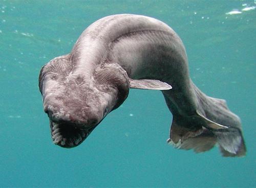 7 najrzadszych zwierząt morskich na świecie - 5. Rekin z falbankami