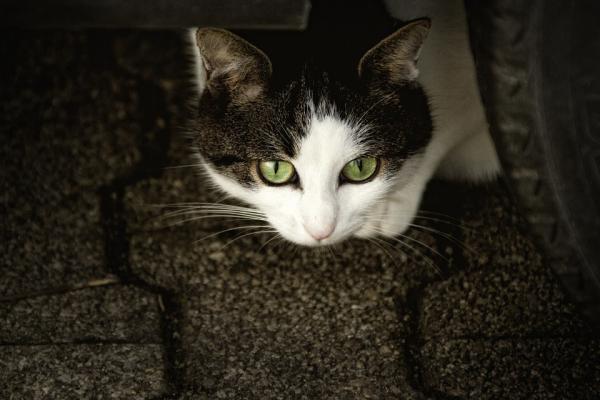 Czy aloes jest toksyczny dla kotów?  - Czy jakakolwiek część aloesu jest toksyczna dla kotów?