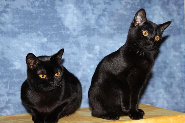 Charakterystyka czarnych kotów - Rasy czarnych kotów