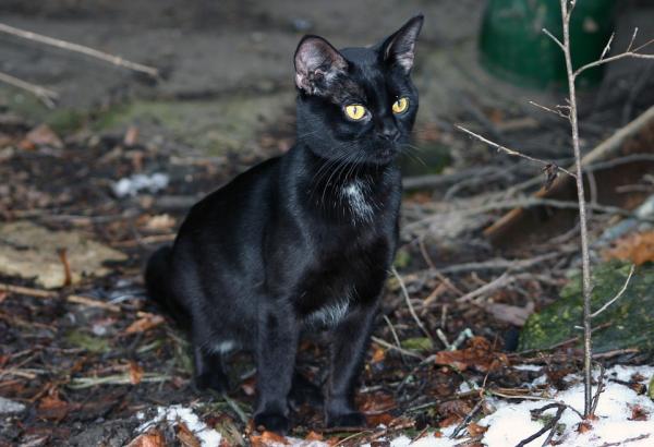 Charakterystyka czarnych kotów - Czarne koty na przestrzeni dziejów