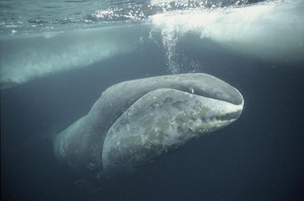 Najdłużej żyjące zwierzęta na planecie - 5. Wieloryb grenlandzki 