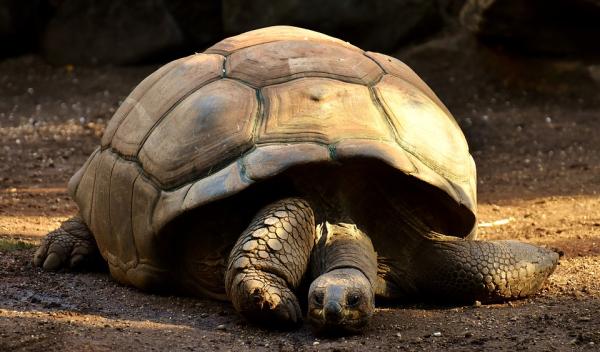 Najdłużej żyjące zwierzęta na planecie - 8. Żółw olbrzymi z Galapagos