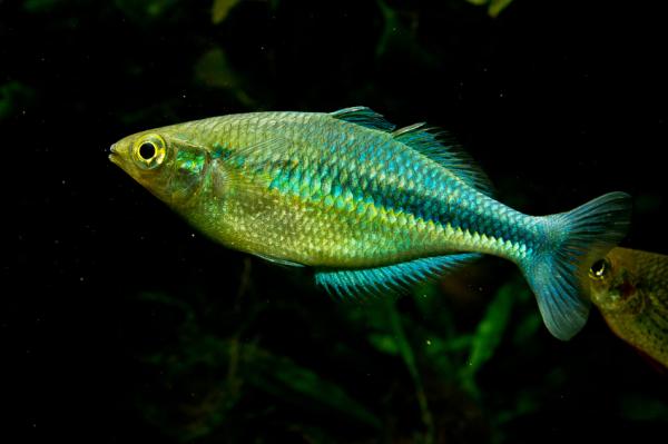Piękna i łatwa w pielęgnacji rybka - Tęczowa ryba
