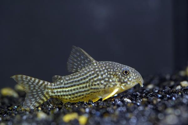 Piękne i łatwe w pielęgnacji ryby - Coridoras