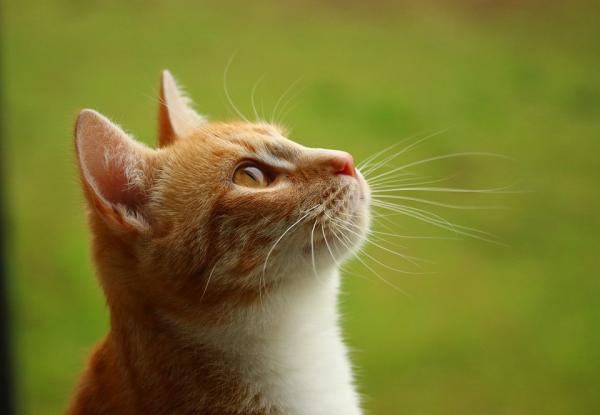 Otyłość u kotów - Przyczyny i leczenie - Choroby związane z otyłością kotów