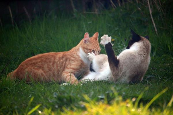 Skąd mam wiedzieć, czy moje koty bawią się lub walczą?  - Co powinienem zrobić, aby wiedzieć, czy moje koty się bawią, czy walczą? 