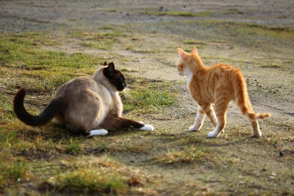 Skąd mam wiedzieć, czy moje koty bawią się lub walczą?  - 2. Forma i rytm podejścia 