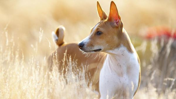 18 najstarszych ras psow na swiecie wedlug badan naukowych
