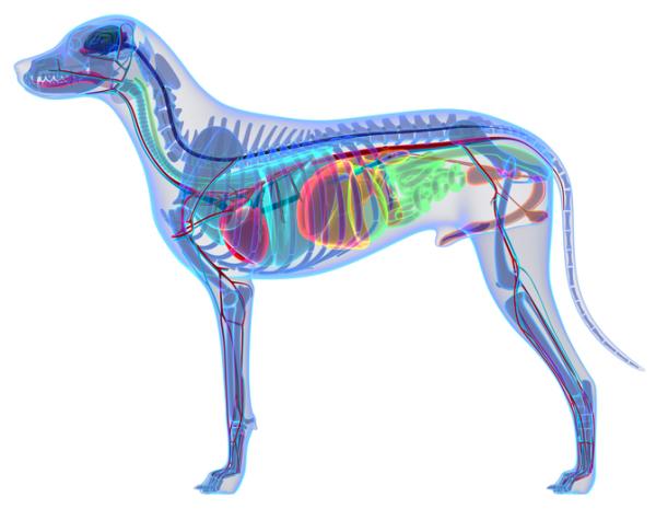 Anatomia psa — zewnetrzna i wewnetrzna