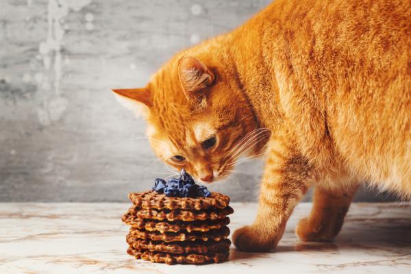 Dlaczego koty nie dostrzegaja slodkiego smaku