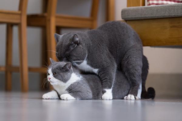 Dlaczego koty robia duzo halasu podczas kopulacji