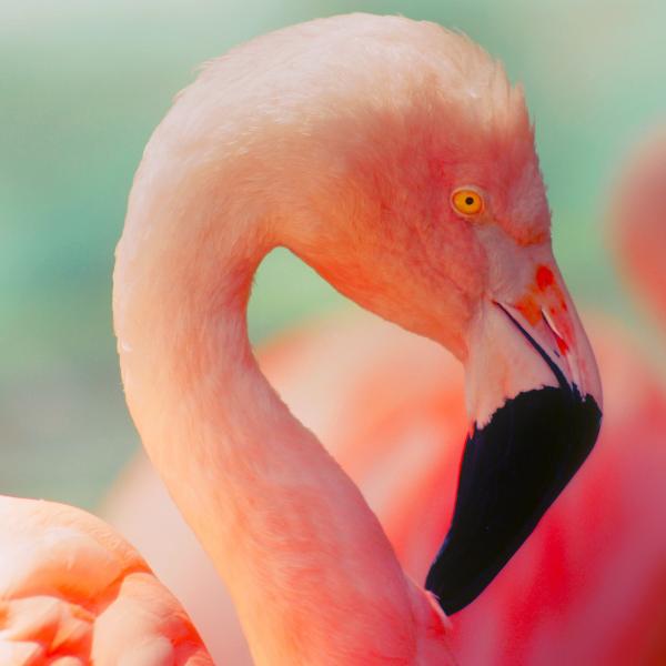 Gdzie w Hiszpanii zyja flamingi