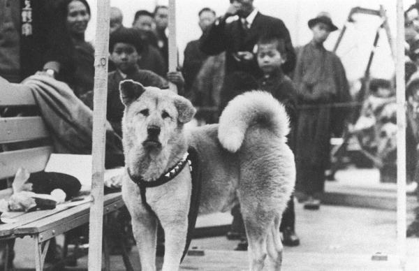Historia Hachiko wiernego psa