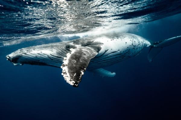 Jak komunikuja sie wieloryby