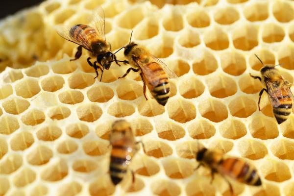 Jak pszczoly robia miod