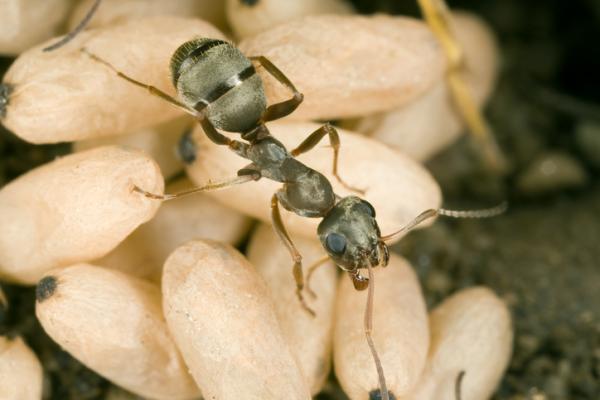 Jak rodza sie mrowki