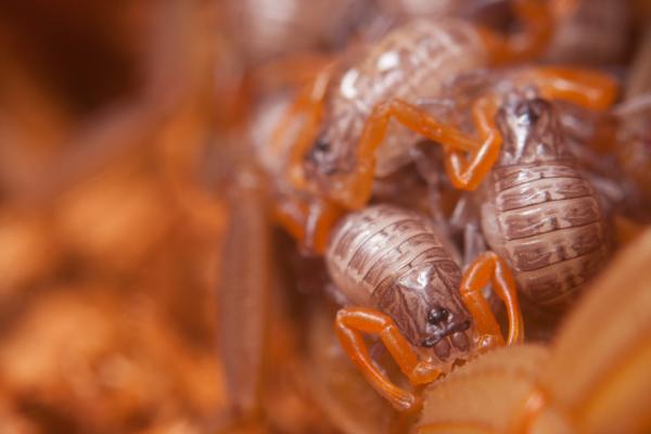 Jak rodza sie skorpiony lub skorpiony