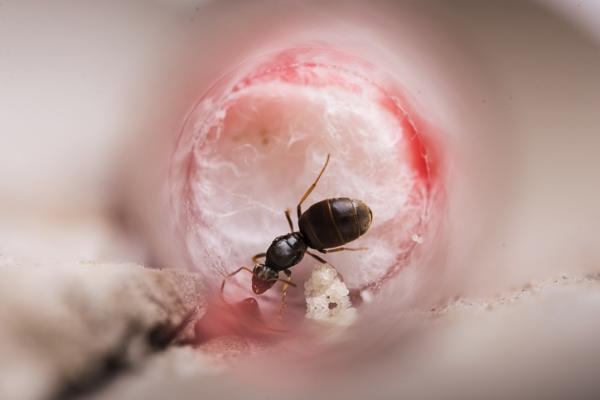 Jak zrobic domowe mrowisko