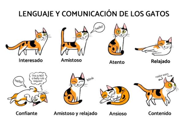 Jezyk i komunikacja kotow