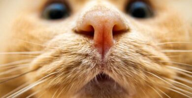 Moj kot ma spuchniety nos – przyczyny i sposoby leczenia