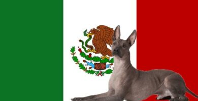 Obecne i wymarle rasy psow meksykanskich