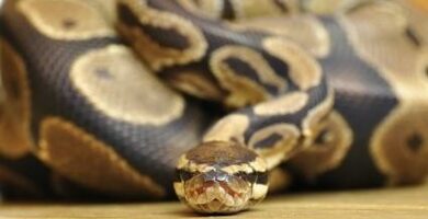 Python jako zwierzak
