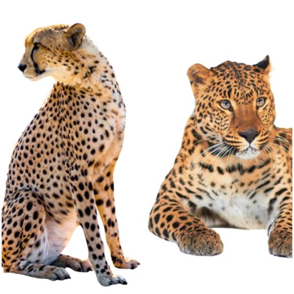 Roznice miedzy gepardem a lampartem