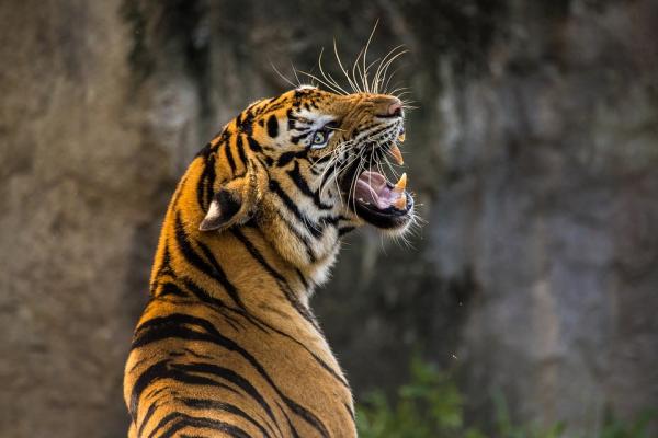 Roznice miedzy tygrysem bengalskim a syberyjskim