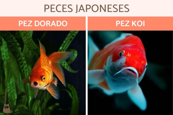 Ryby japonskie Rodzaje i cechy