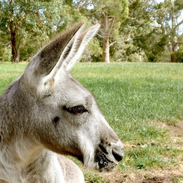 reprodukcja kangura