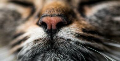 10 zapachow ktore przyciagaja koty