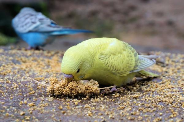 Otyłość papużek falistych — przyczyny otyłości papużek falistych