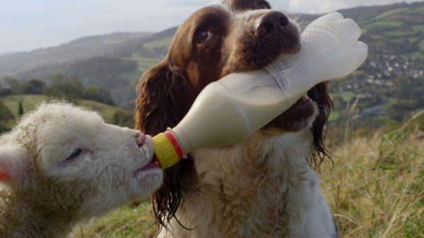 Najlepsze filmy dokumentalne o zwierzętach na świecie - Sekretne życie psów - Sekretne życie psów 