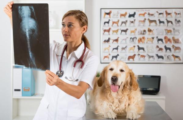 Niedrożność jelit u psów - Objawy i leczenie - Co zrobić w przypadku niedrożności jelit u psów?