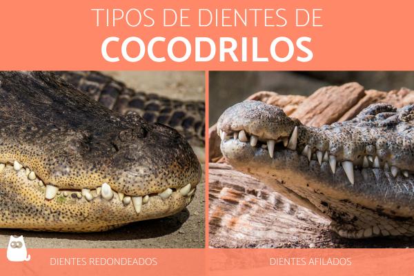 Ile zębów ma krokodyl?  - Rodzaje zębów krokodyla