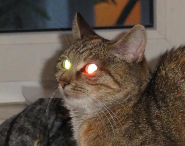 Dlaczego oczy kota świecą w ciemności?  - Brokat w różnych kolorach?