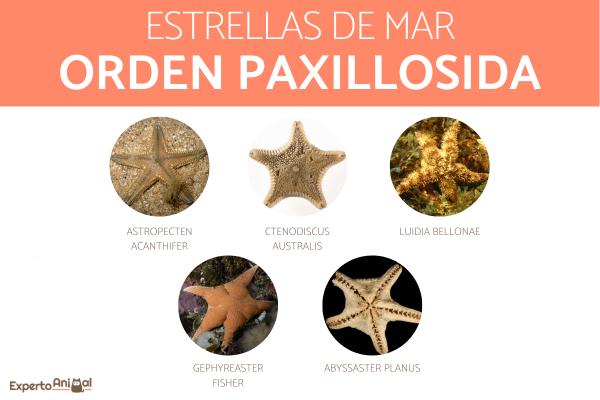Rodzaje rozgwiazdy - Rozgwiazda rzędu Paxillosida