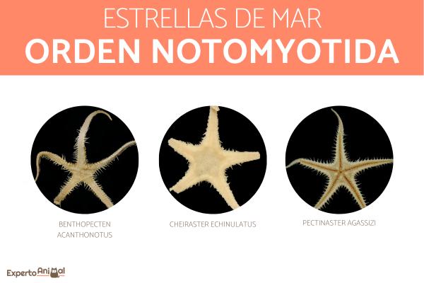 Rodzaje rozgwiazdy - Rozgwiazda rzędu Notomyotida