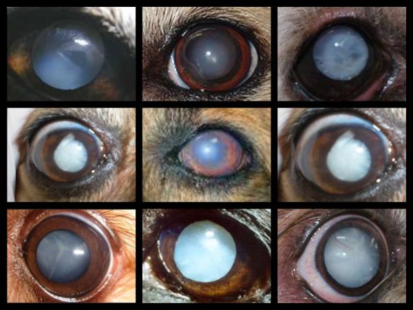 Niebieskie oczy u psów - przyczyny, leczenie i środki zaradcze - stwardnienie jądrowe