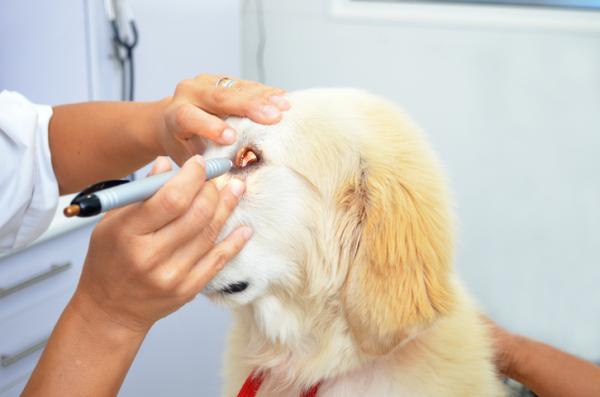 Niebieskie oczy u psów - przyczyny, leczenie i środki zaradcze - choroby, które powodują niebieskie oczy u psów