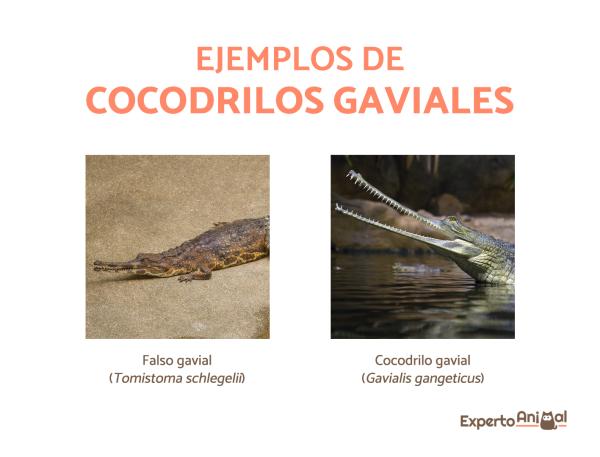 Rodzaje krokodyli - Charakterystyka, nazwy i przykłady - Ile jest rodzajów krokodyli?