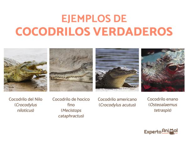 1643900476 89 Rodzaje krokodyli – charakterystyka nazwy i przyklady