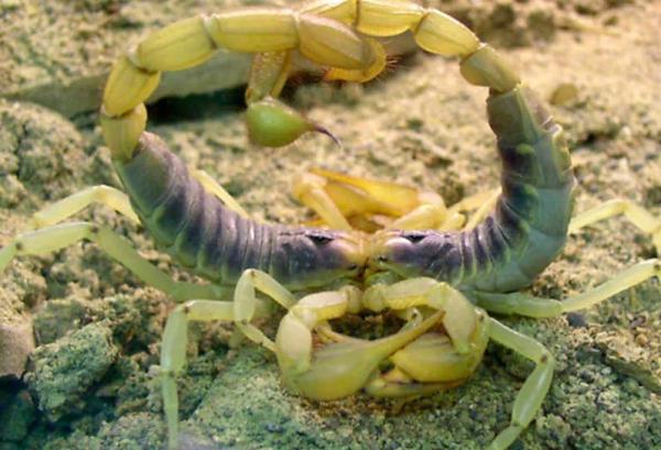 Jak rozmnażają się skorpiony lub skorpiony?  - Rytuały godów skorpionów lub skorpionów