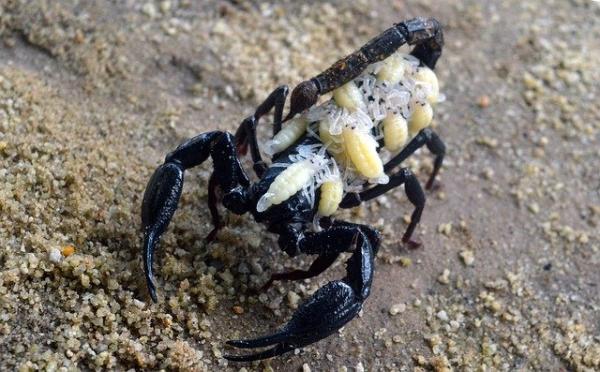 Jak rozmnażają się skorpiony lub skorpiony?  - Czy skorpiony są jajorodne czy żyworodne?