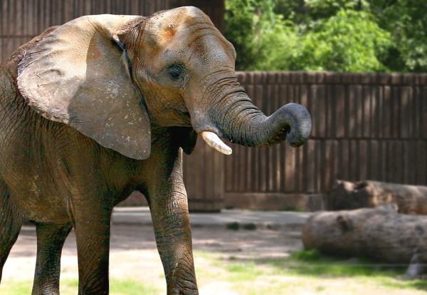 Ile lat żyje słoń?  - Oczekiwana długość życia słonia