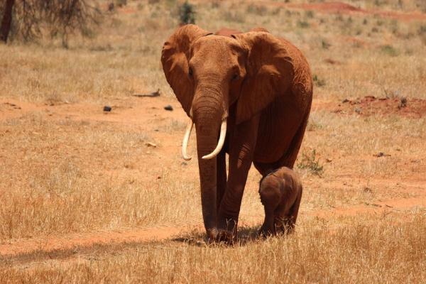 Ile lat żyje słoń?  - Czynniki, które skracają oczekiwaną długość życia słoni