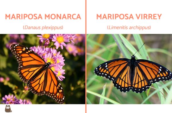 Aposematyzm zwierząt - definicja i przykłady - aposematyzm w motylach monarchy i wicekróla