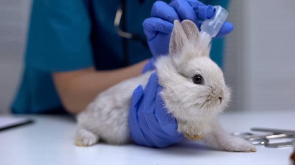 Zapalenie ucha u królików - Objawy, przyczyny i leczenie - Jak leczyć zapalenie ucha u królików?
