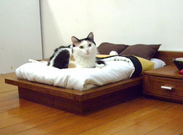 Meble dla kota - łóżko dla kota w stylu japońskim