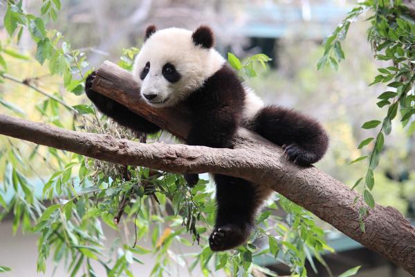 Wszystko o siedlisku pandy - rezerwaty przyrody Sichuan 